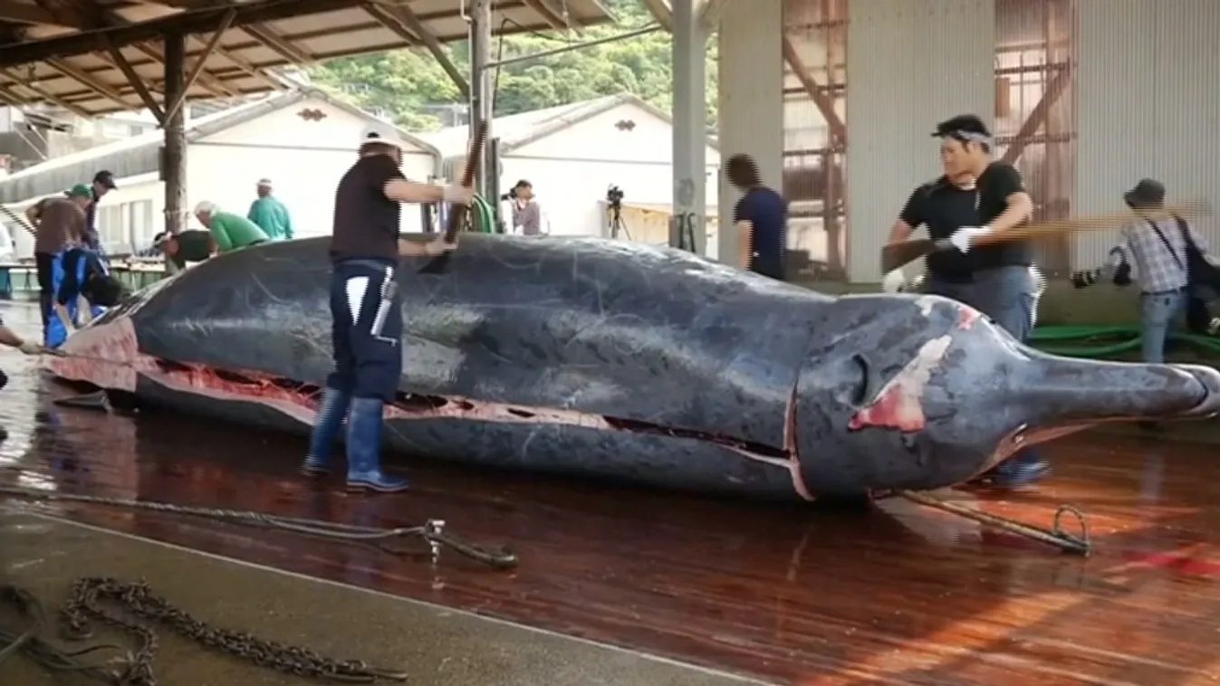 Japán kilép a bálnavadászatot korlátozó nemzetközi egyezményből