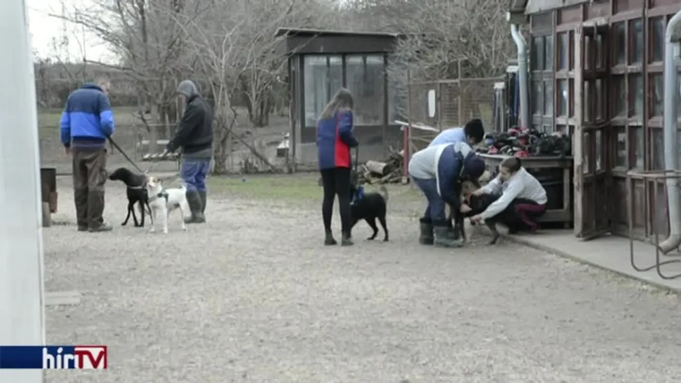 Sétáltatást kaptak karácsonyra