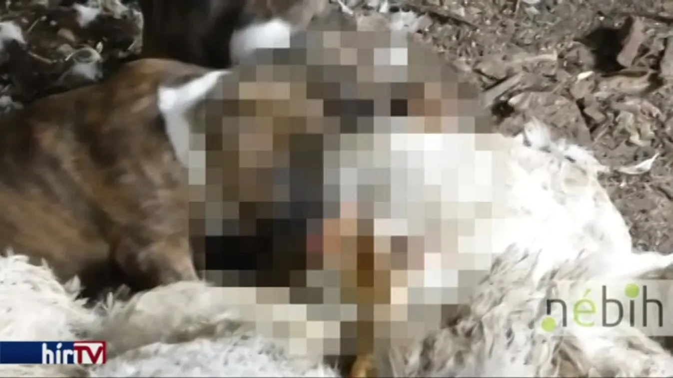 Kacsatetemekkel etették a sertéseket