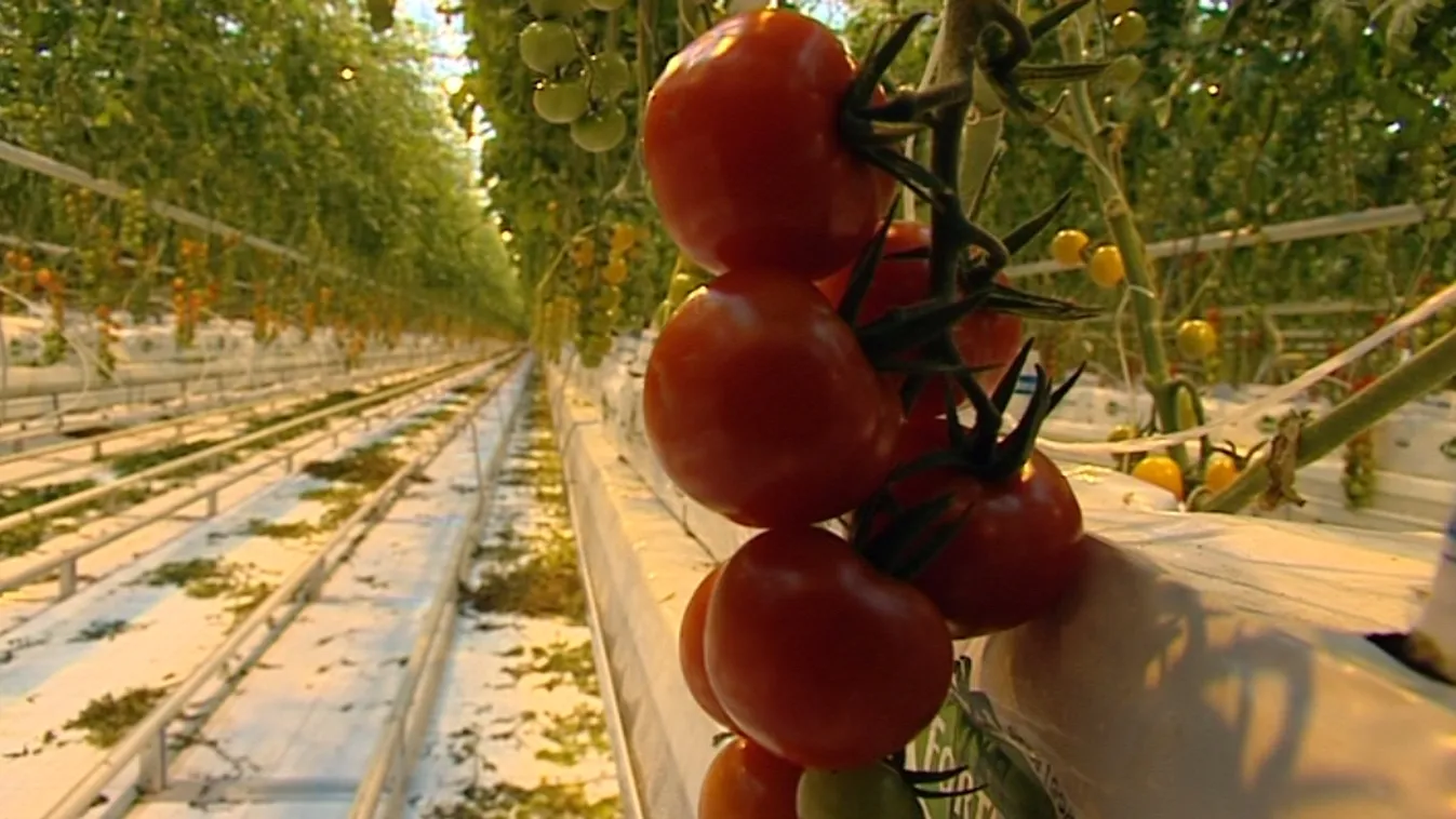 Téli ízes paradicsom – Soroló