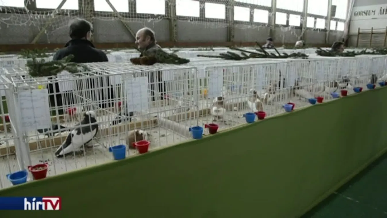 Bukógalambokat és óriásnyulakat is megszemlélhettek a látogatók