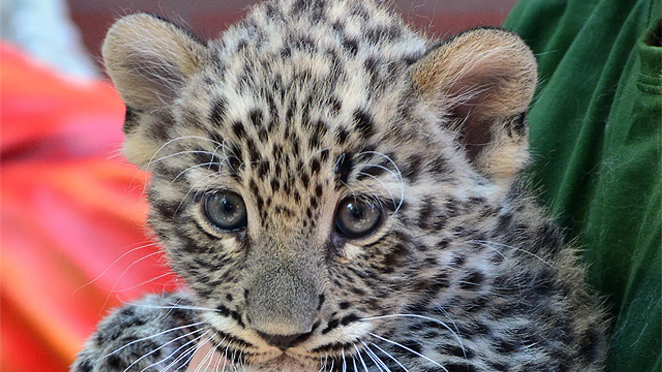 Hatalmas fejlődés előtt a Miskolci Állatkert