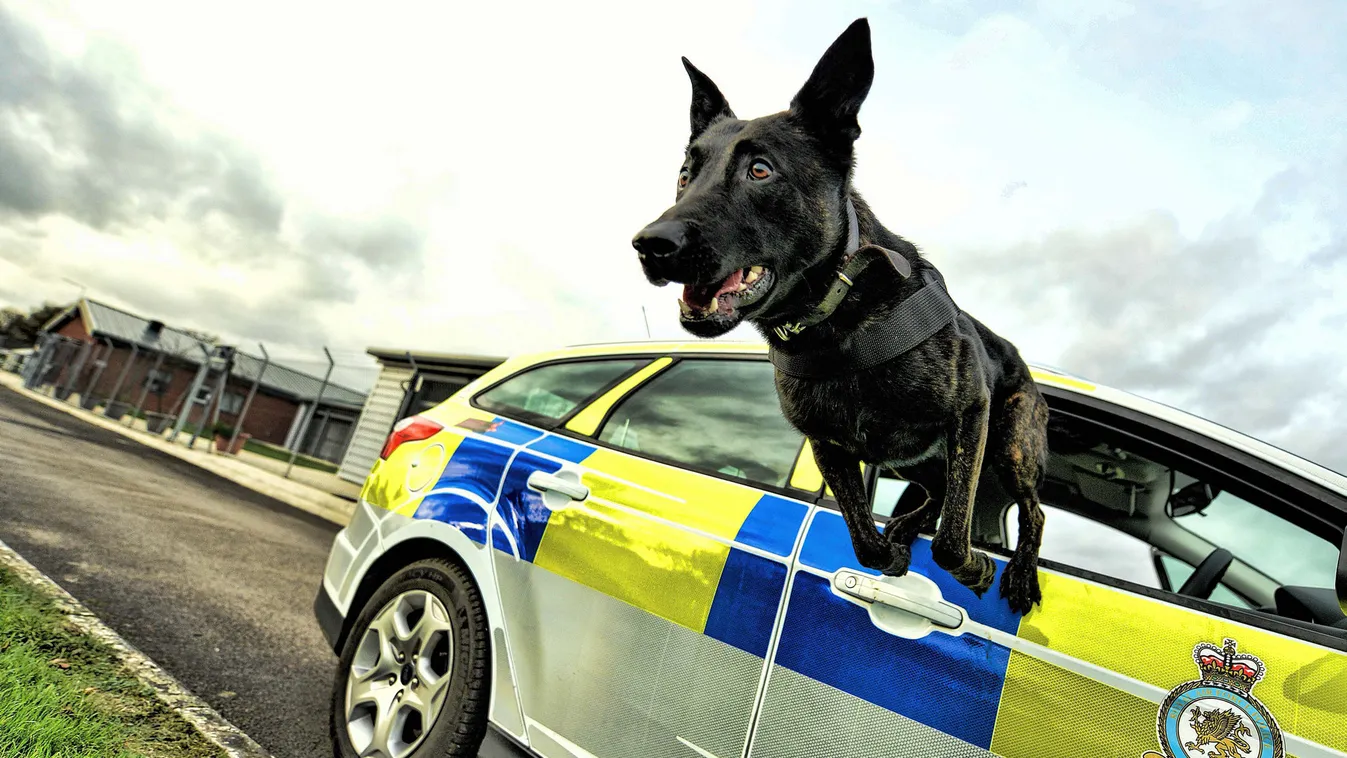 Beült a rendőrautóba a megrémült kutya