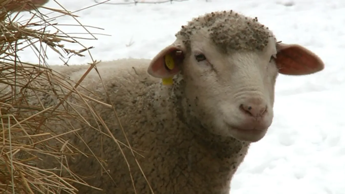 Bosszús hangulatú gazdák