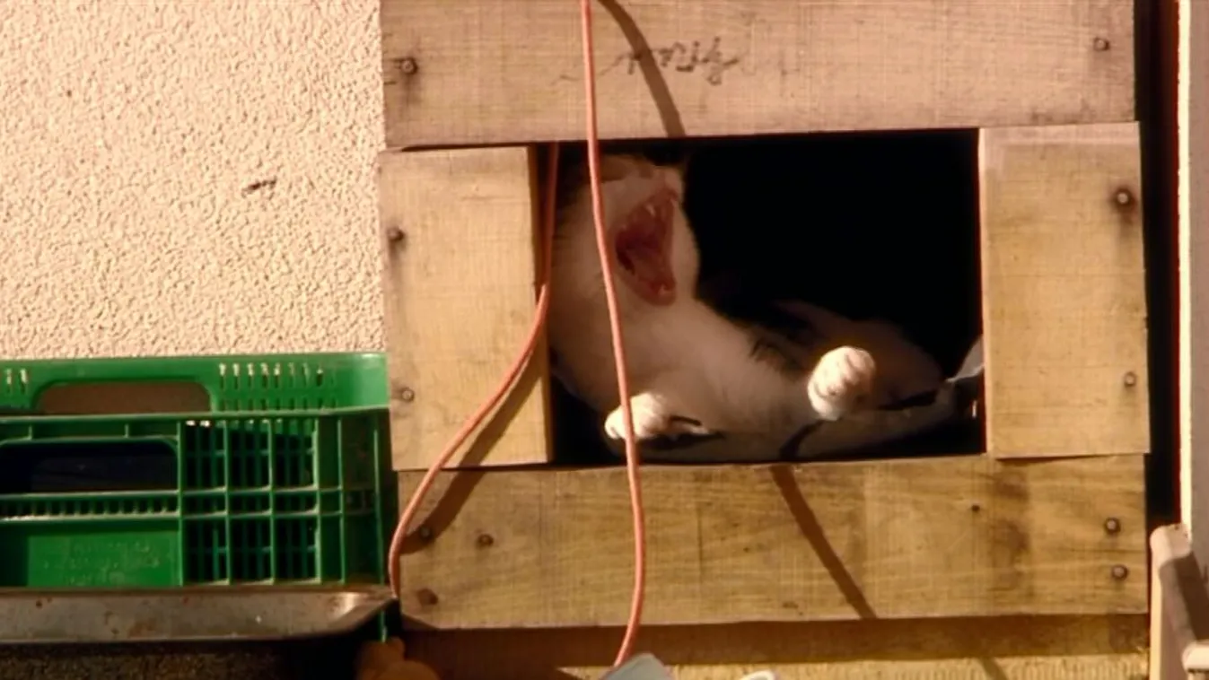 Egy rejtőzkődő építési vállalkozó