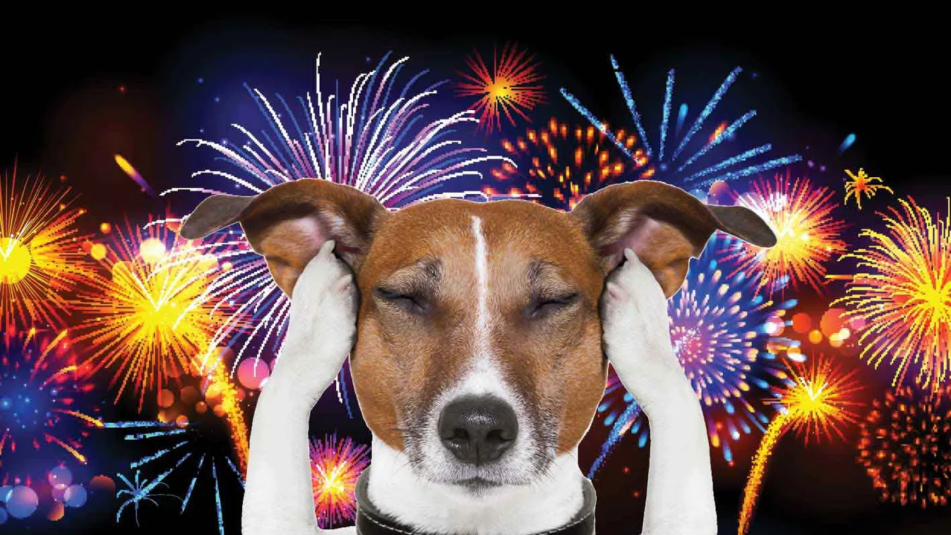 Sok állat kóborolt el félelmében