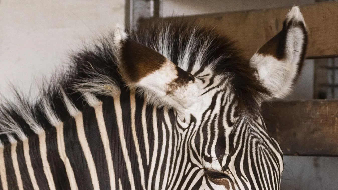 Különleges zebracsikó szültett Nyíregyházán