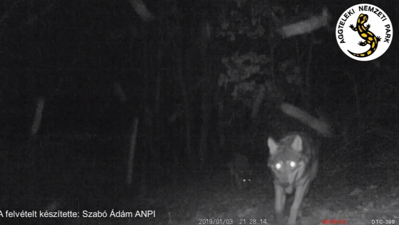 Farkasok ólálkodnak az Aggteleki Nemzeti Parkban