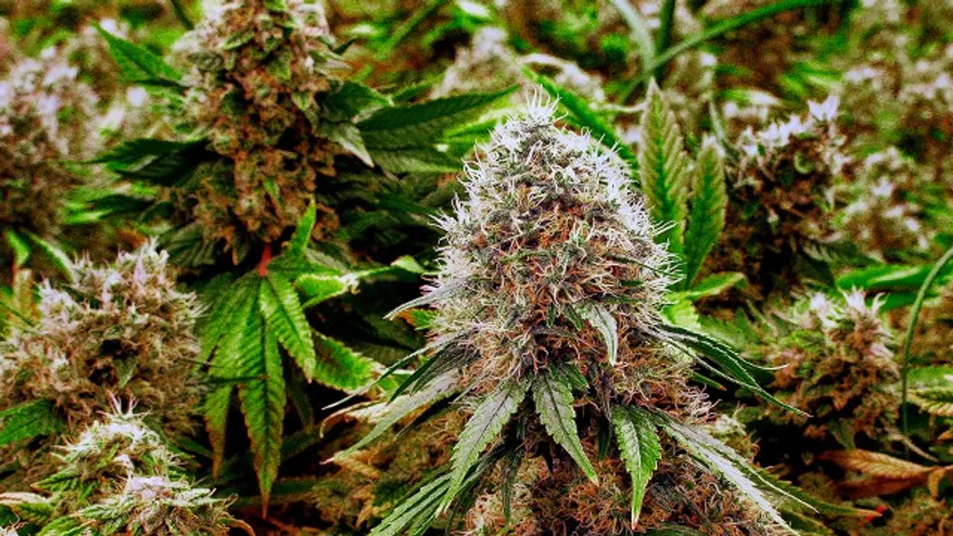 Drogültetvényekre csaptak le Csongrádban