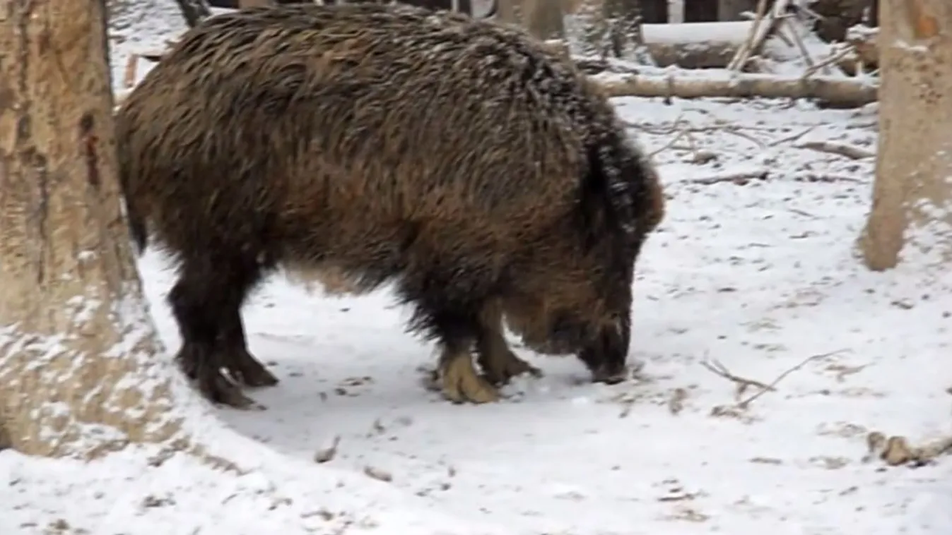 140 települést nyilvánított fertőzött területnek a Nébih