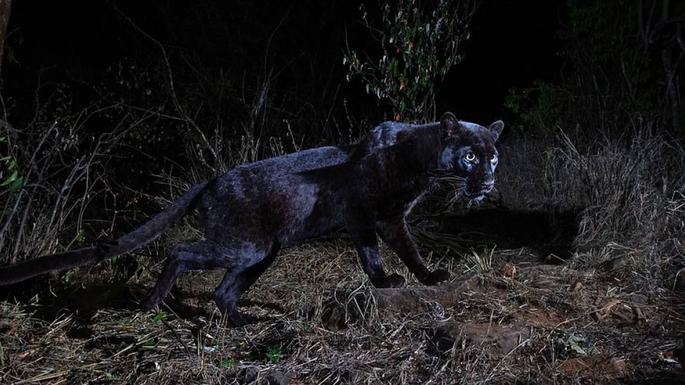 Kihaltnak hitték, újra felbukkant