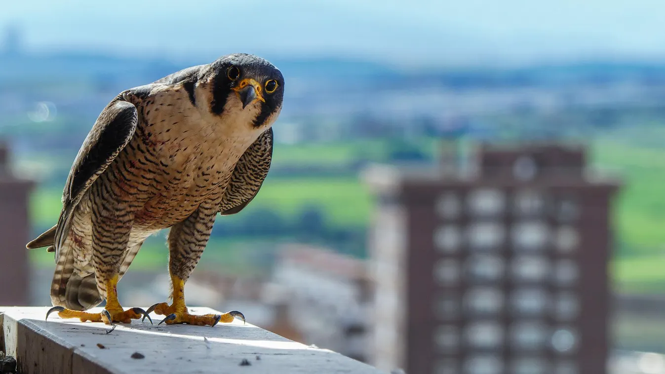 Felszaporodhat a sólyomállomány a kihelyezett műfészkekben