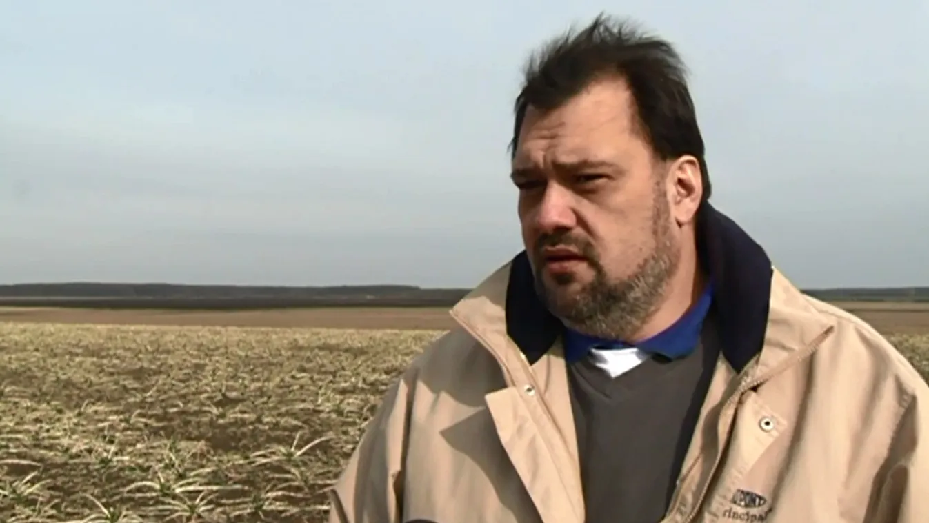 Csutkára legelt repce