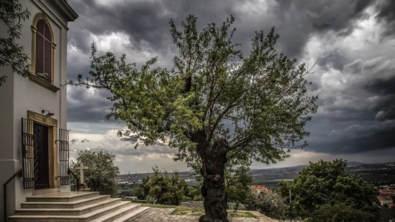 Egy 135 éves pécsi mandulafáért szoríthatunk