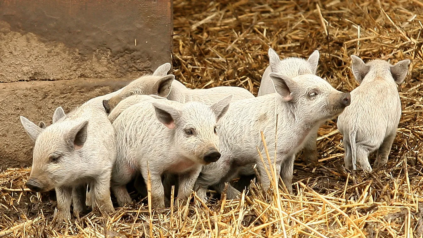 Kampánnyal népszerűsítik a mangalicahús fogyasztását