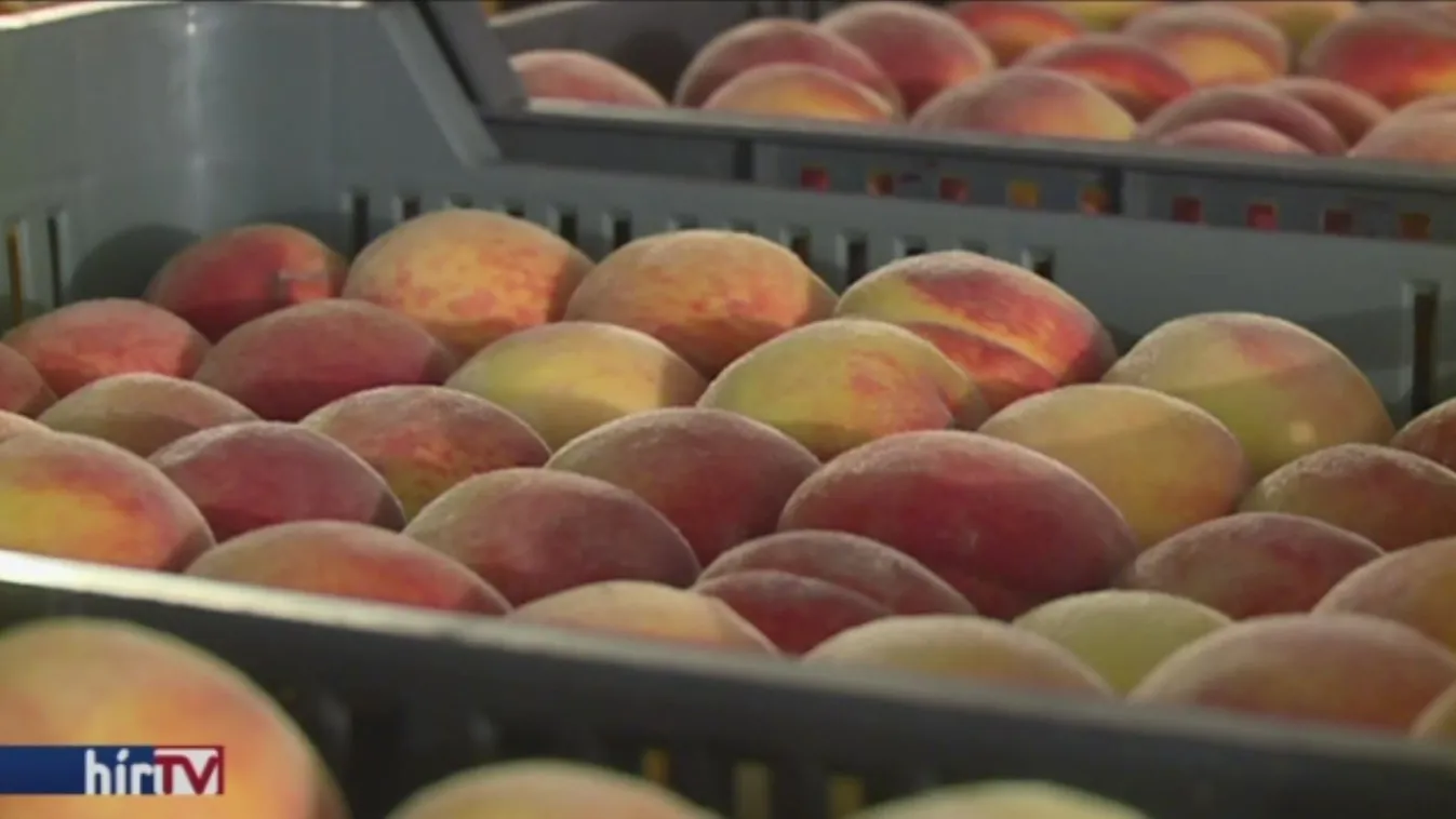 A magyar föld gyümölcsei