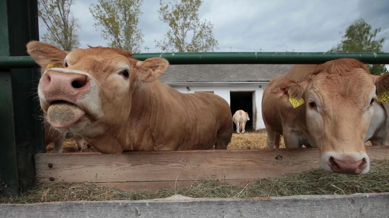 A magyar agrárcégek egyre sikeresebbek az orosz piacon