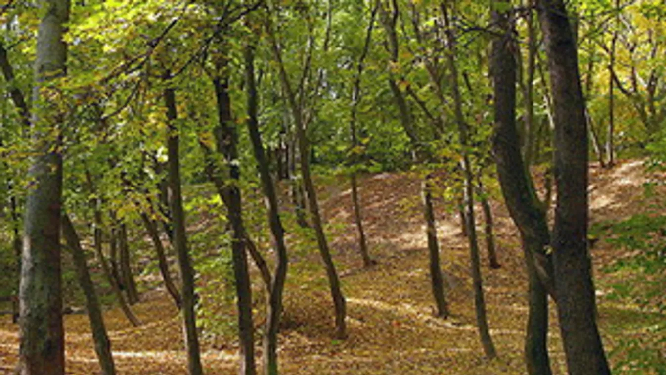 Átfogó országfásítási terv készül