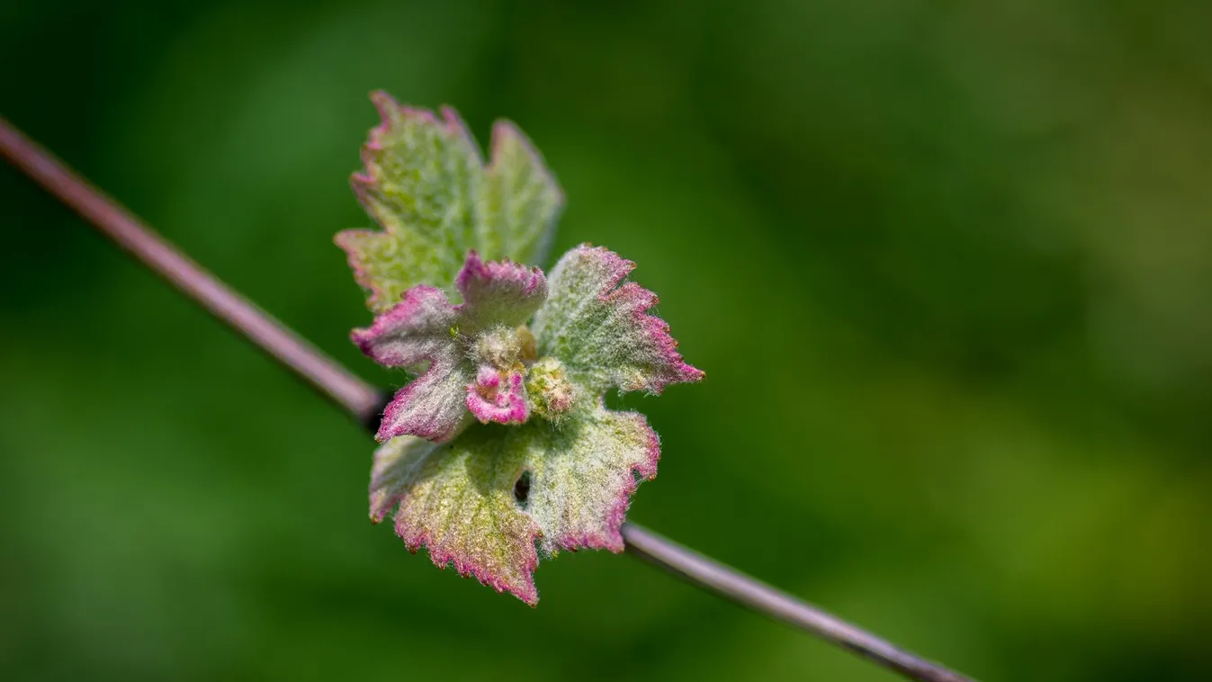 A kőszegi szőlő jövés ünnepével és a kékfestés hagyományával bővült a Magyar Értéktár