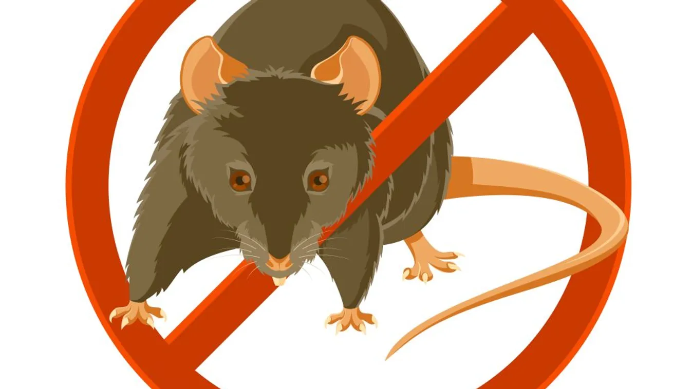 Szeneczey: Nincs patkányinvázió, csak alaptalan ellenzéki riogatás