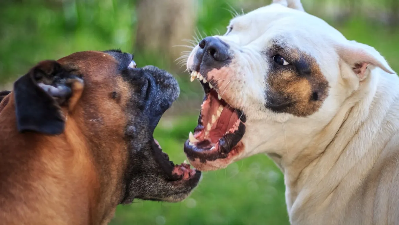 Tiltott állatviadal szervezői ellen emeltek vádat Mohácson