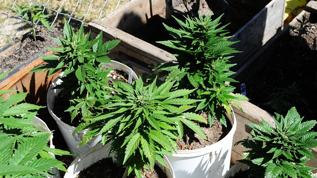 Drogtermesztőket fogtak el Miskolcon