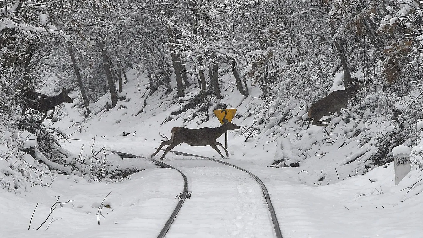 Nemzetközi vadállatmentő konferenciát rendeznek az Állatkertben