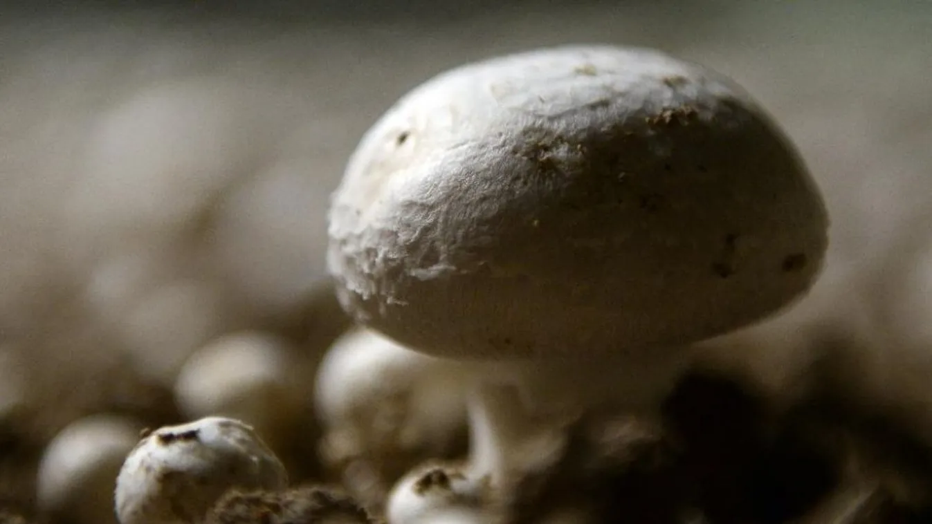 "Aranyozott" gombára bukkantak Ausztráliában