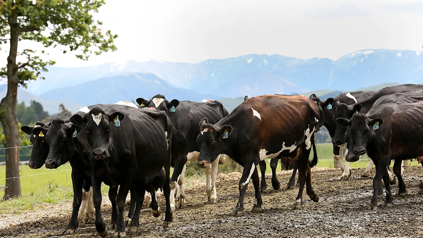 Nagy István: Sikeres korszakot alapoz meg az új állattenyésztési törvény