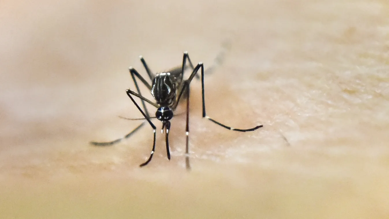 Újabb biológiai szúnyoggyérítés lesz a Balatonnál