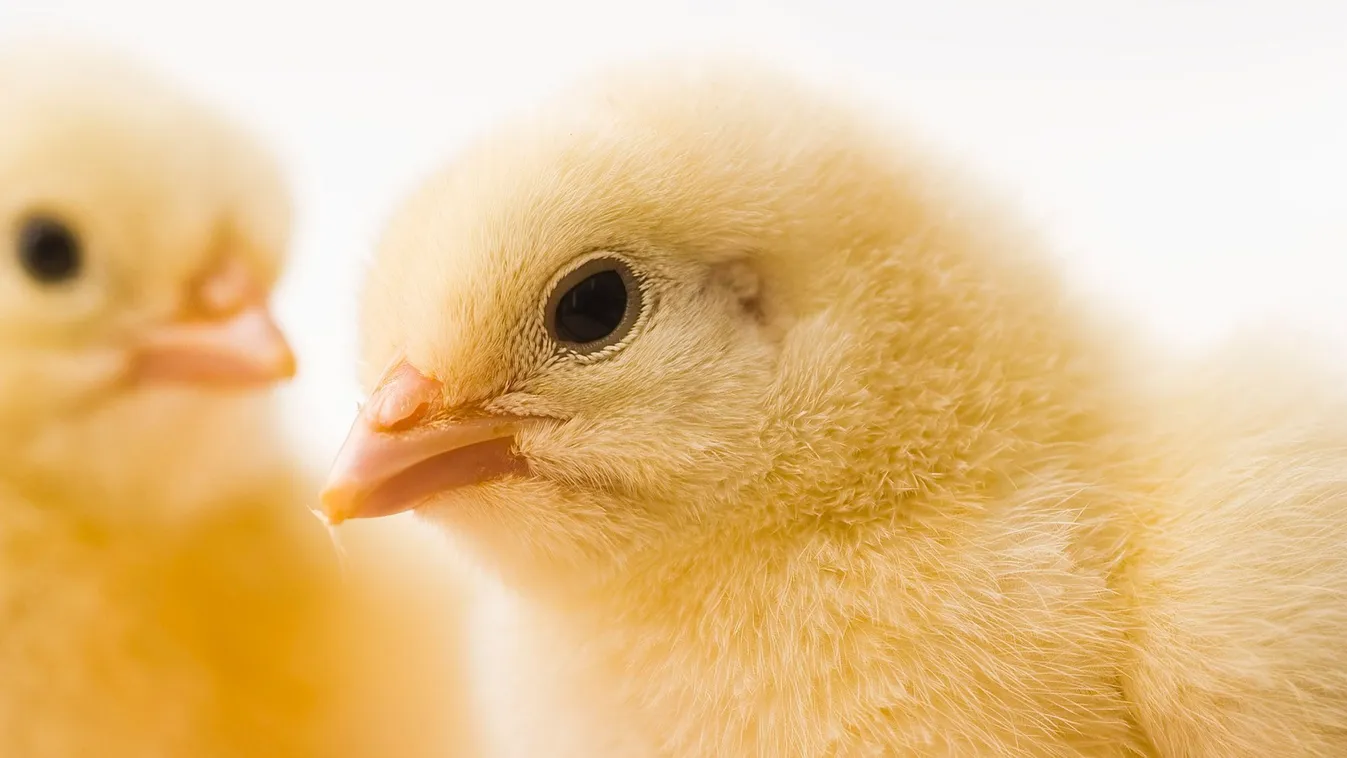 Nébih: Május 31-ig kell elkészíteni a 2019. évi élelmiszerlánc-felügyeleti díjbevallást