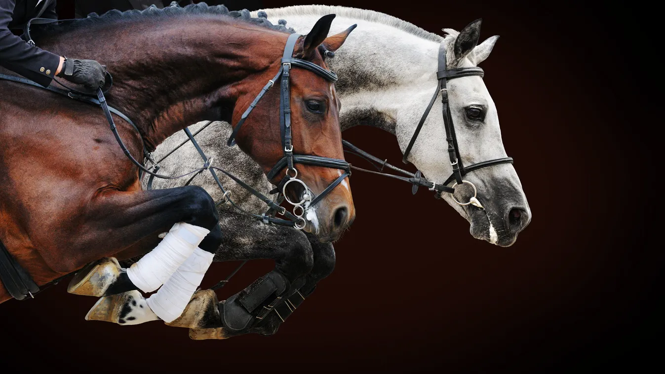 Az ITM 150 millió forinttal támogatja a Magyar Lovassport Szövetséget