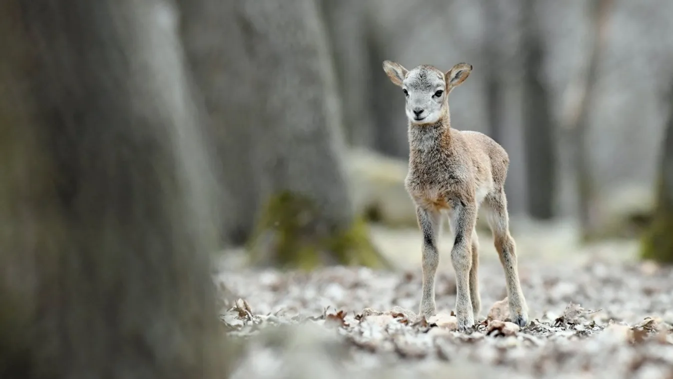 Gyereknapi programokkal készül hétvégére a negyvenéves Budakeszi Vadaspark