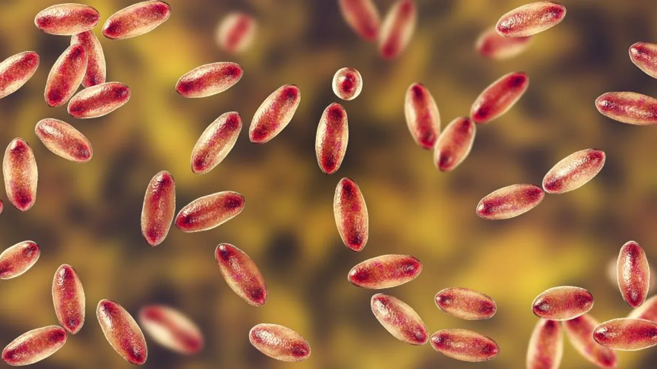 Felütötte a fejét a pestis Mongóliában