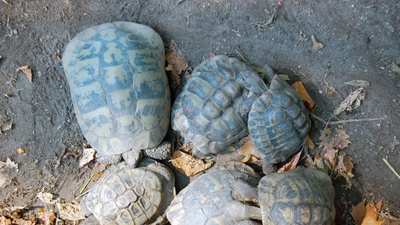 Elfogták az állatkerti teknős agyonverőjét