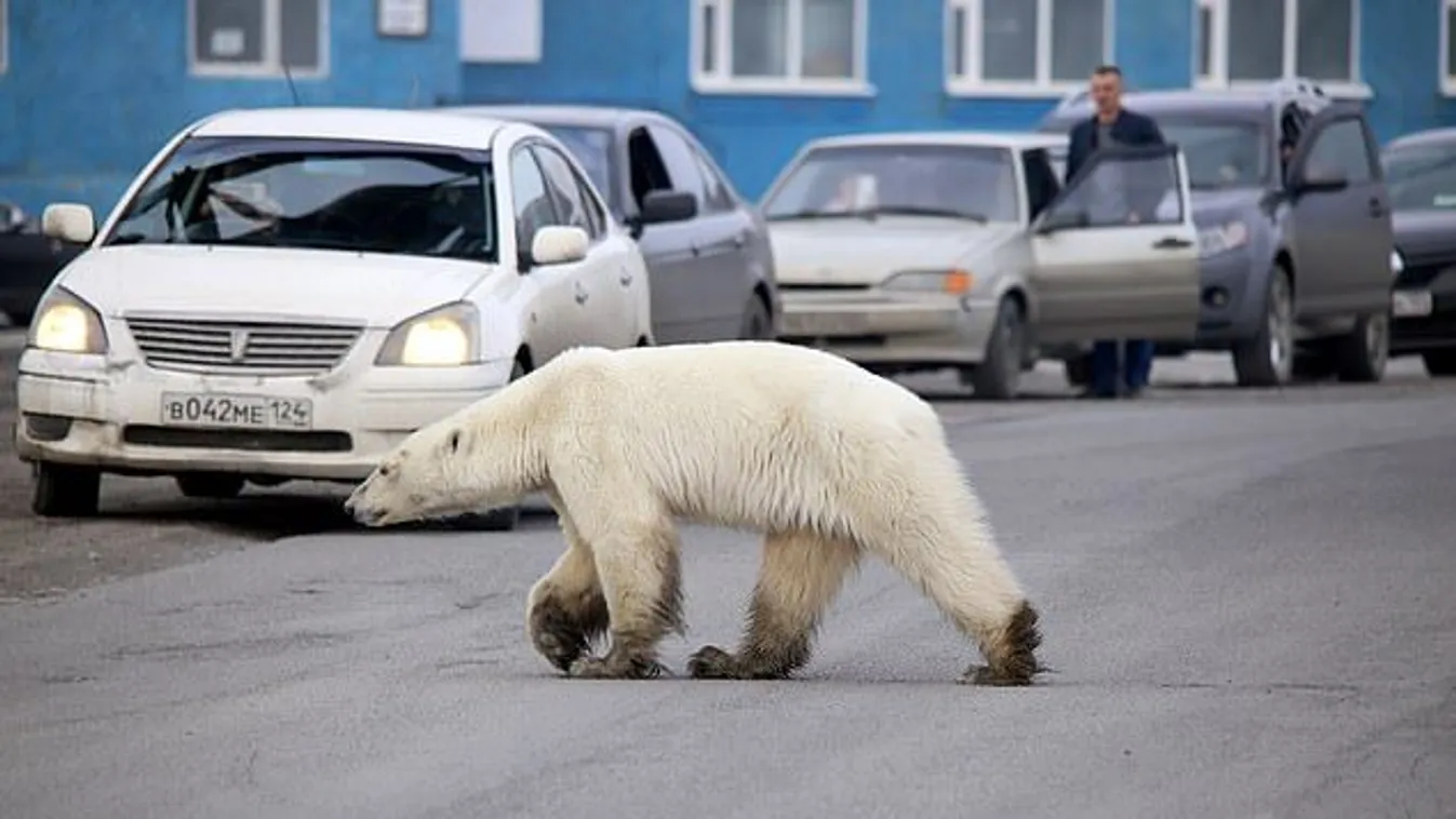 Éhes jegesmedvét láttak kóborolni 800 kilométerre természetes élőhelyétől