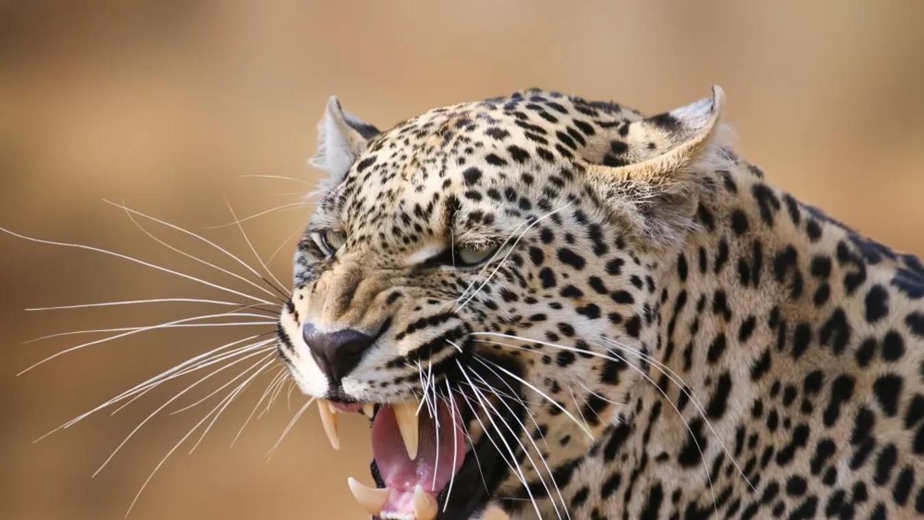Leopárd ölt meg egy kétéves gyereket a Kruger Nemzeti Parkban