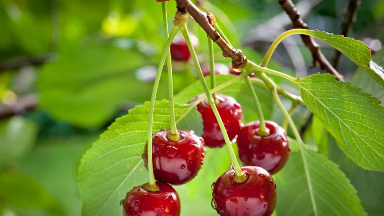 Kevesebb lesz idén a meggy, nőhet az ára