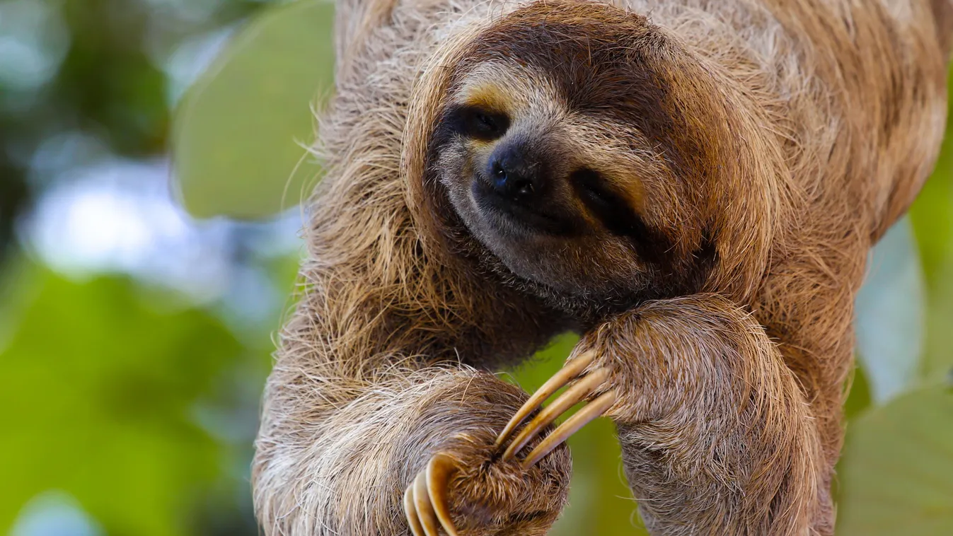 Ötvenéves a világ legöregebb lajhárja