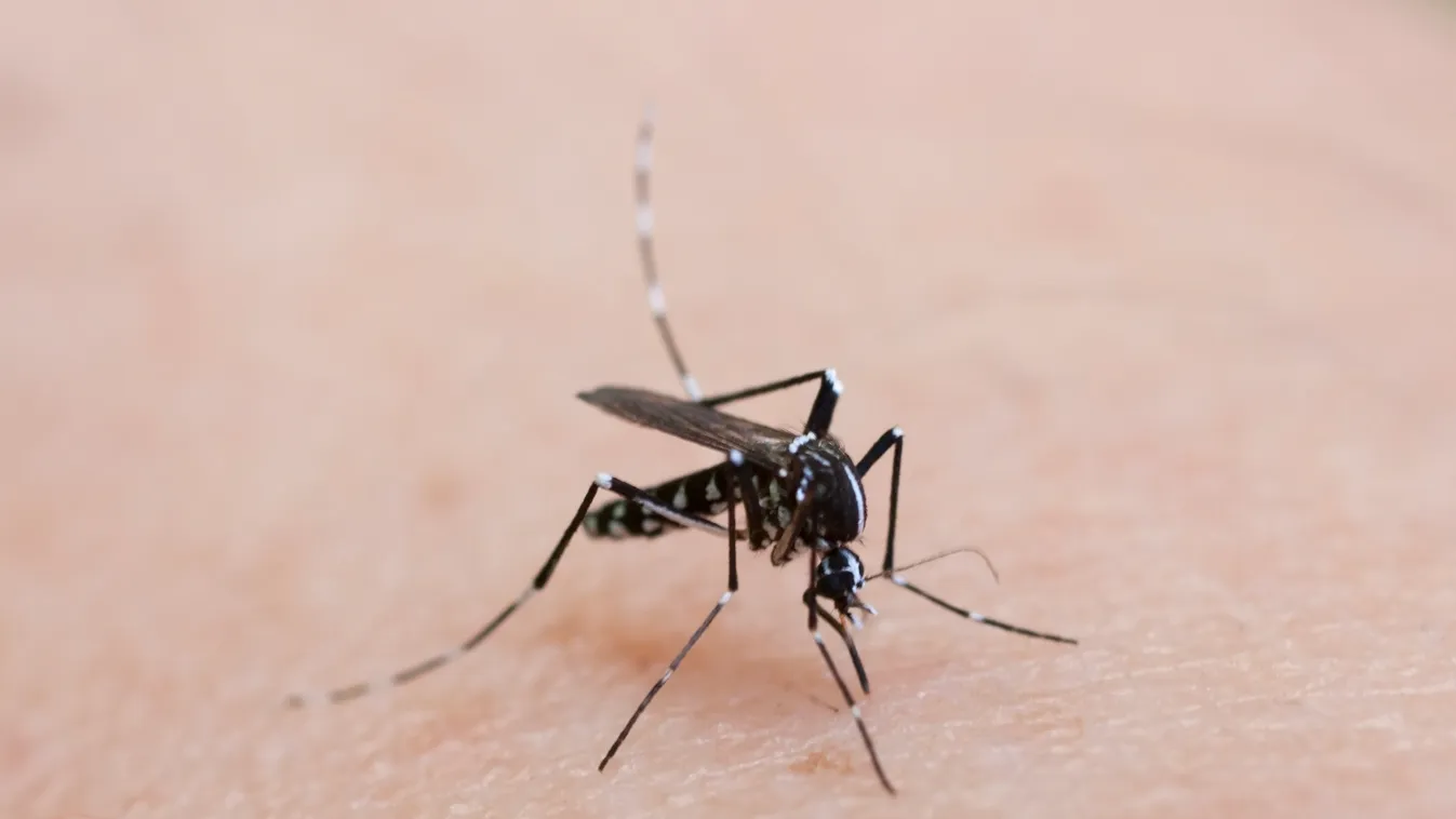 Magyarországon is megjelent az ázsiai tigrisszúnyog