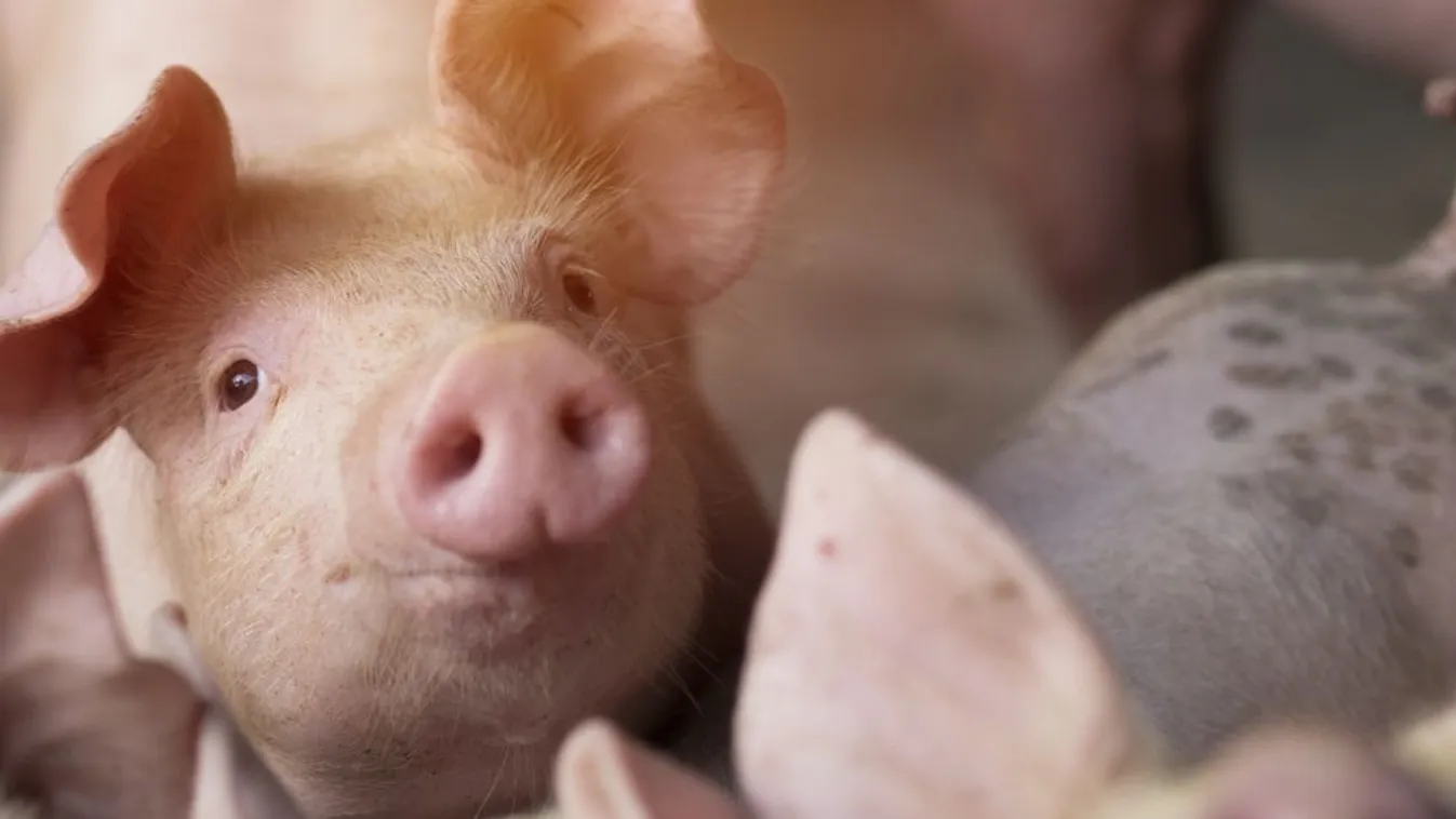 Szlovákiában is megjelent a sertéspestis egy házi állományban