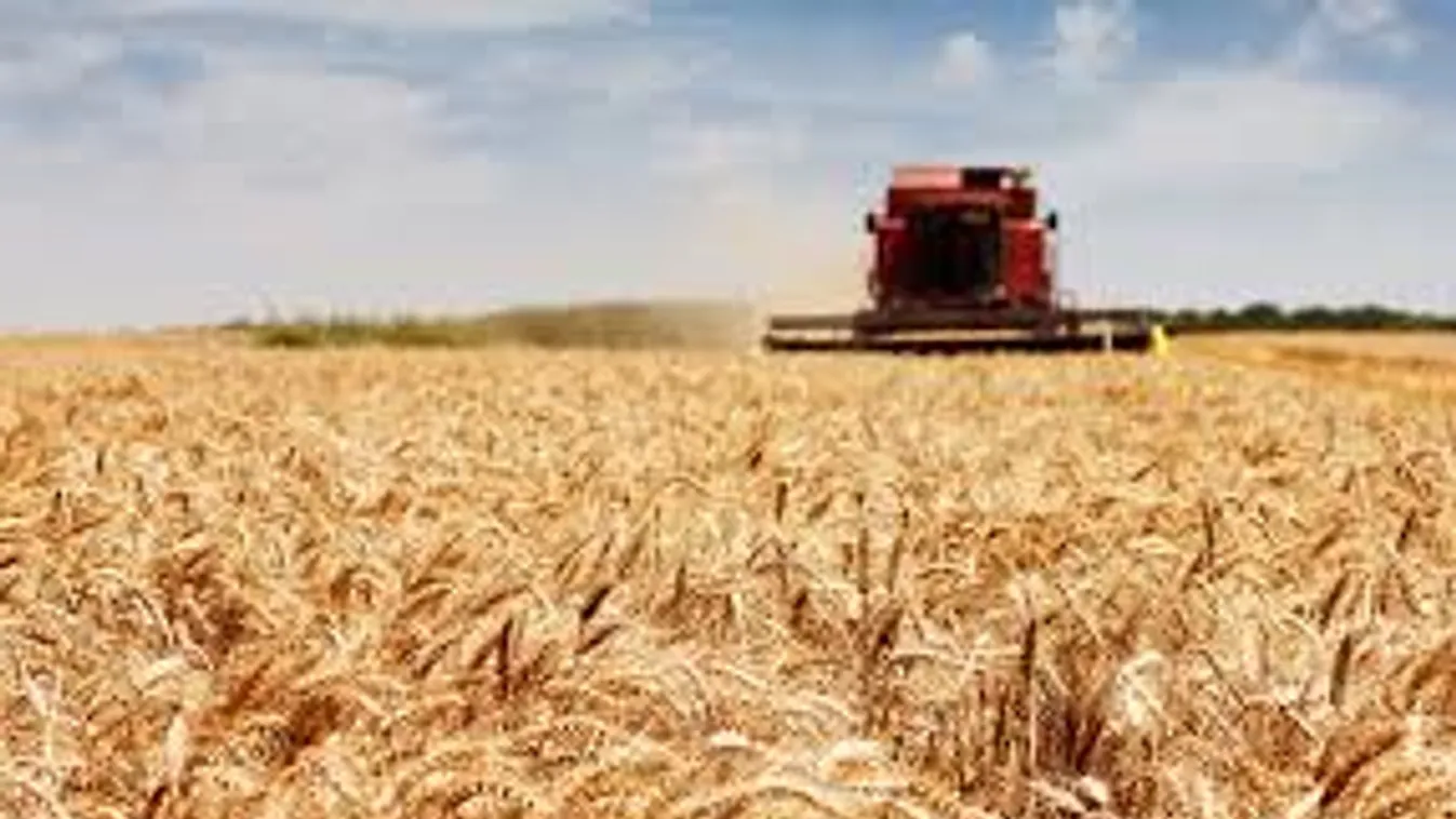 Aratás: A vártnál jobb lesz a gabonatermés