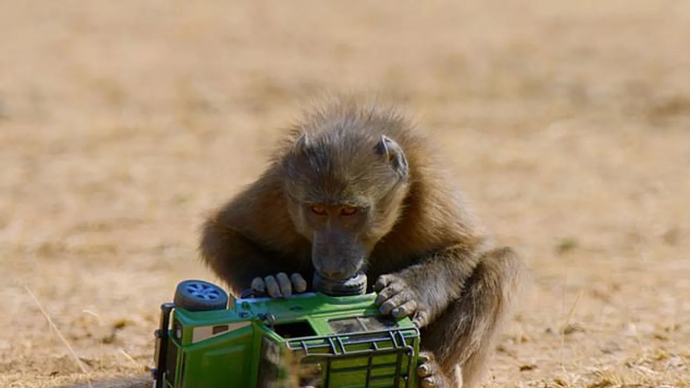 A gendersemleges játékok ötlete megdőlni látszik
