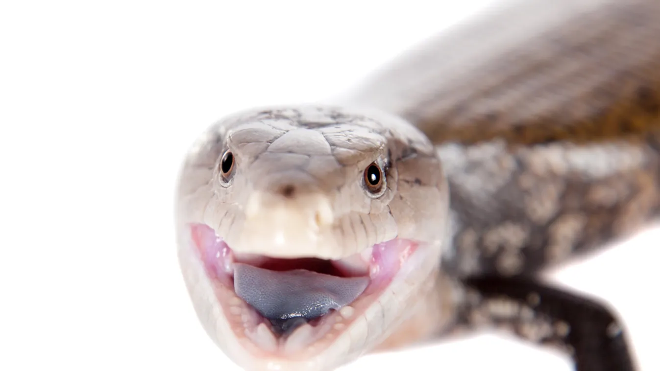 Nagyon gyorsan tanulnak a fiatal ausztrál kéknyelvű szkinkek