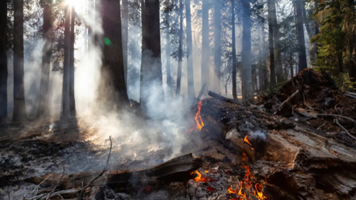 Az amazóniai országok közötti találkozót készít elő a brazil és a chilei elnök az erdőtüzek miatt