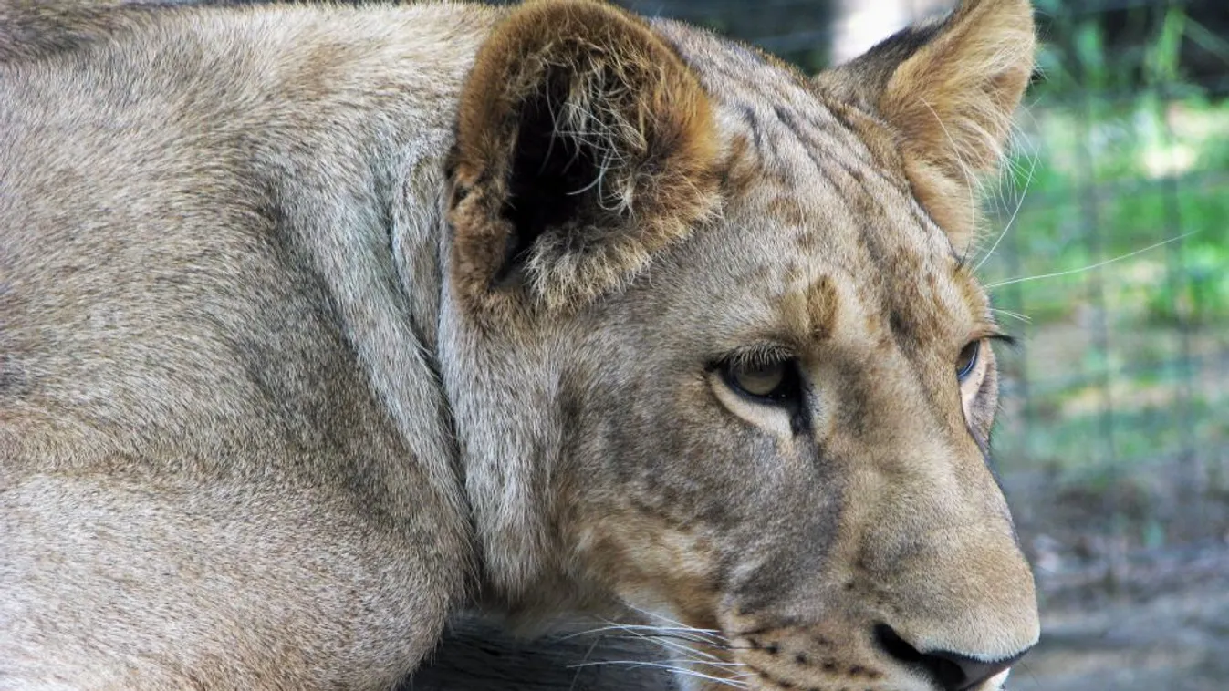 Augusztus 30-án rendezik meg az Állatkertek éjszakáját