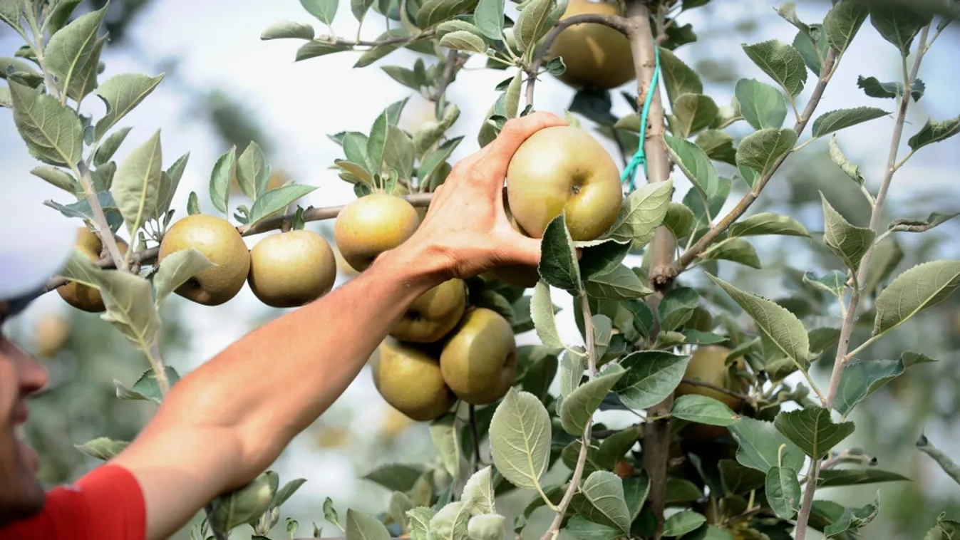 A gyenge termés miatt drágább lesz az alma