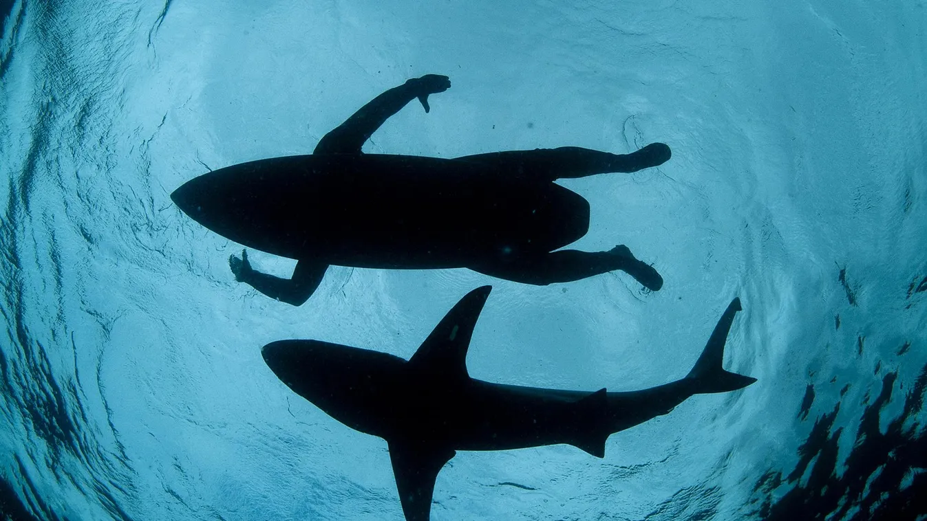 Két nap alatt három cápatámadás történt Florida partjainál