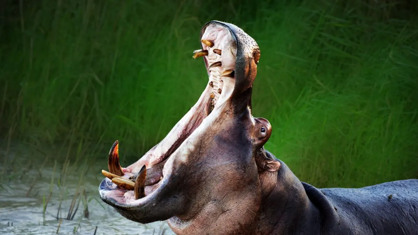 Hatvanhárom víziló rekedt az iszapba Namíbia és Botswana határán