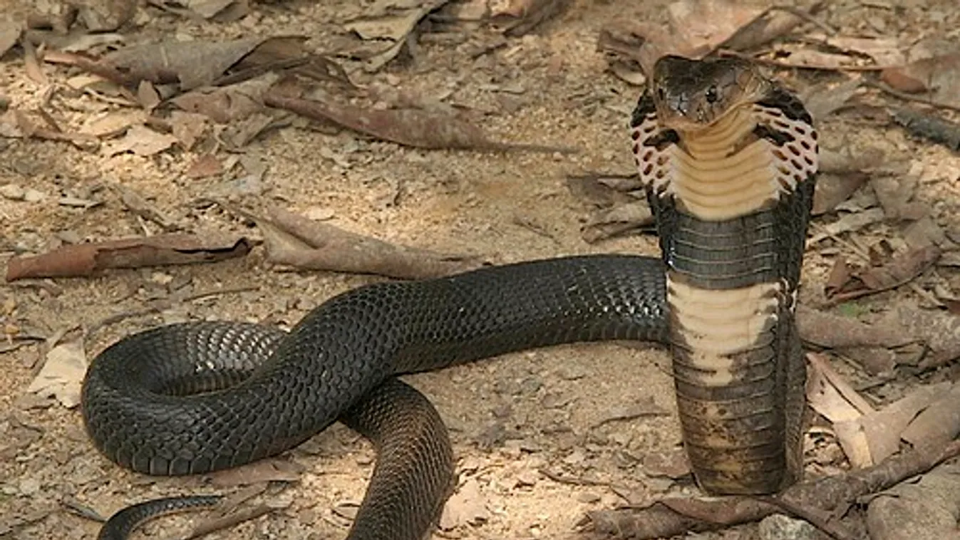 Nyoma veszett a vasárnap megszökött monoklis kobrának a németországi Hernében